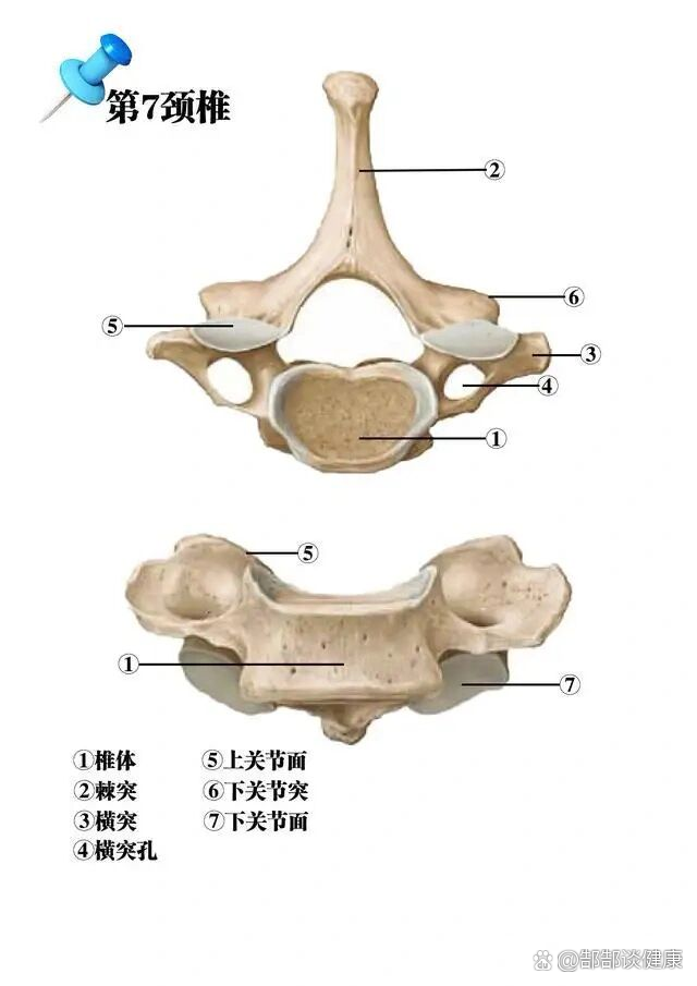 解剖第七颈椎