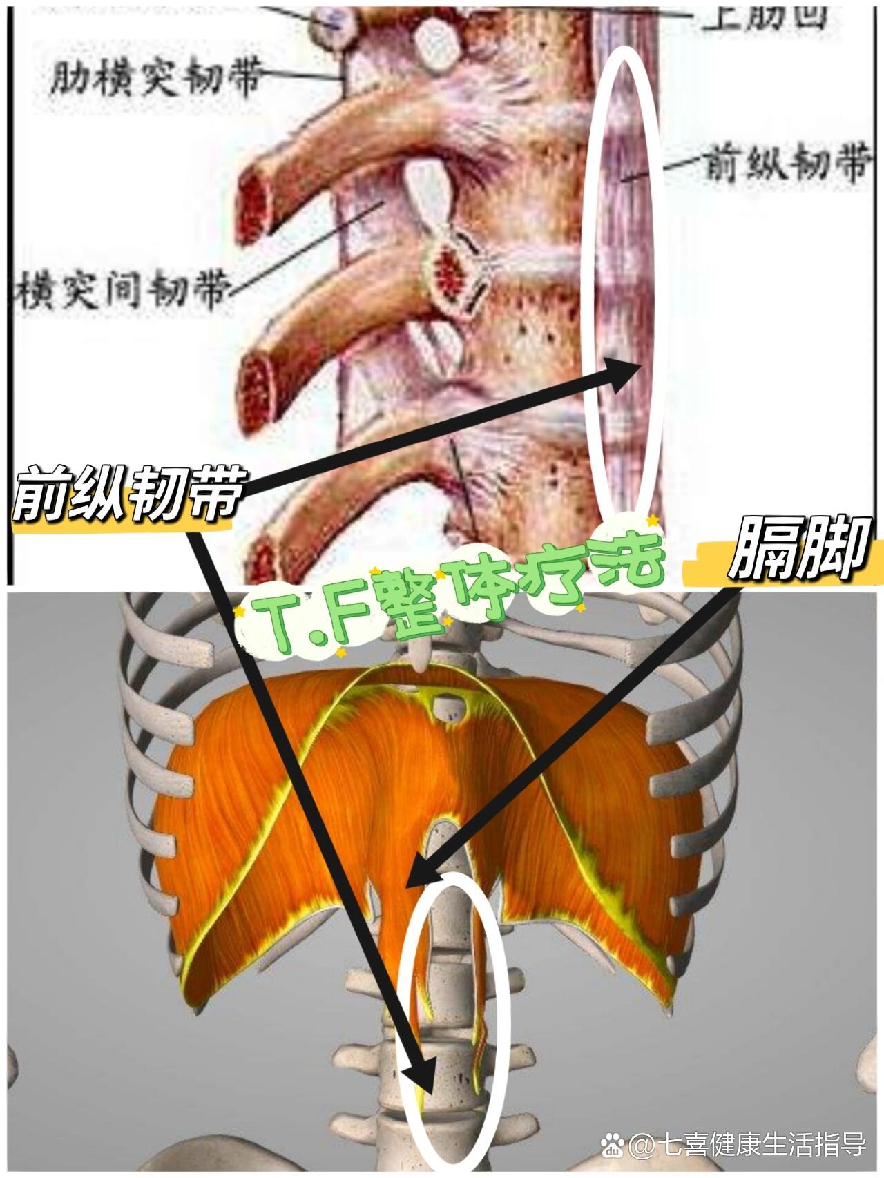 了解腰椎稳定结构