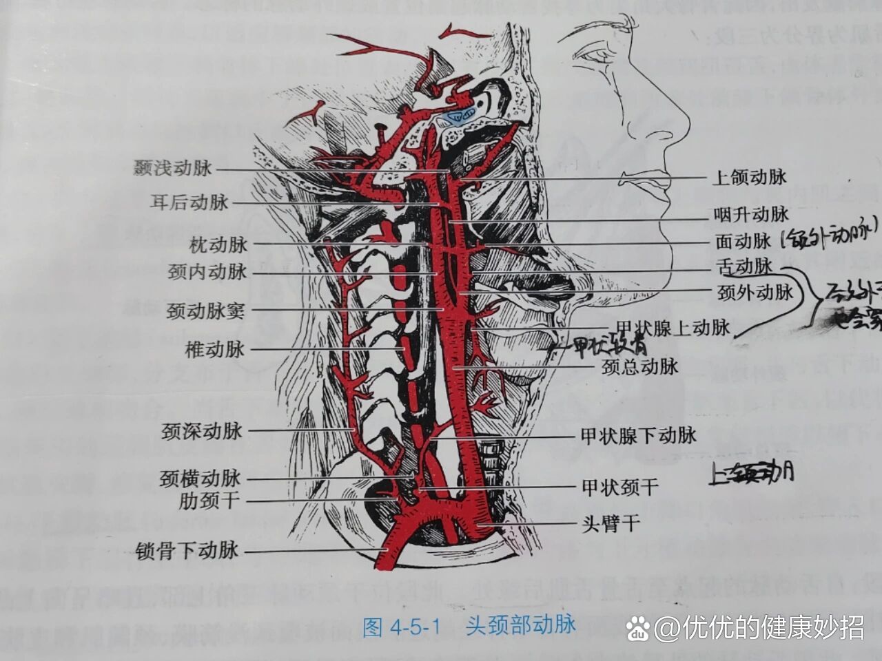 上颌动脉位置图片