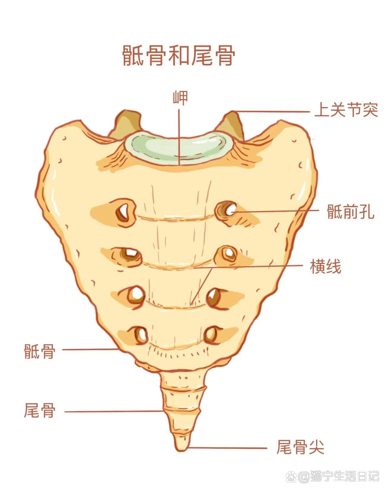 尾骨和臀裂顶点图片