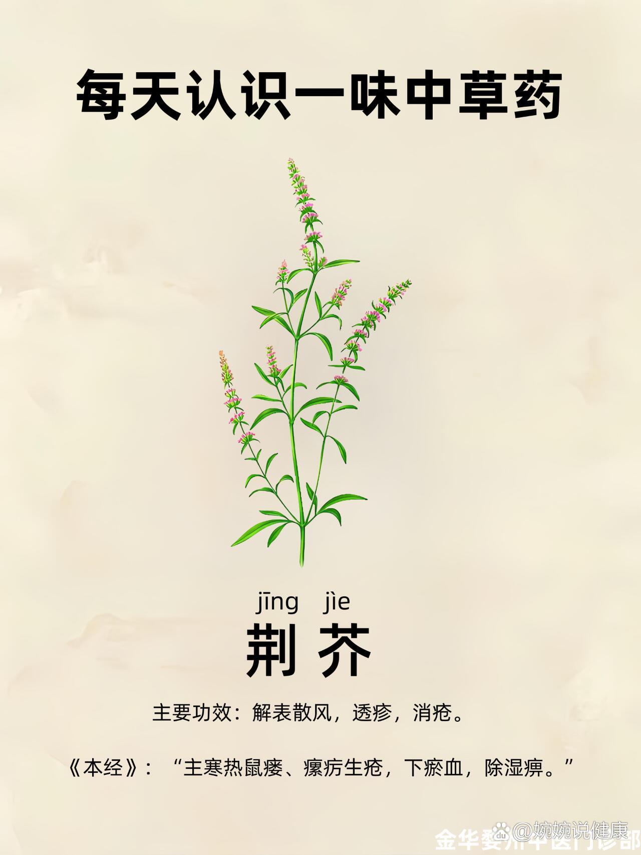 荆芥的功效与作用禁忌图片