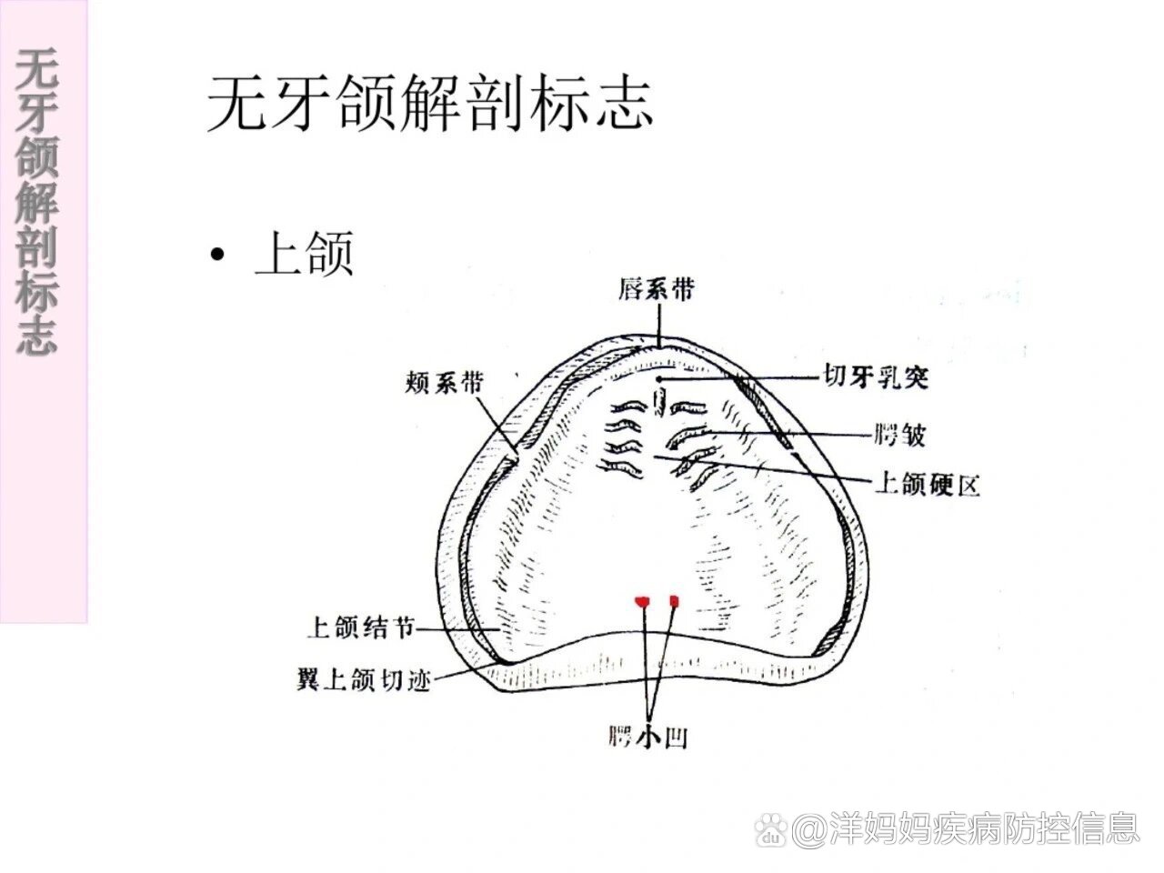 上齿背位置图图片