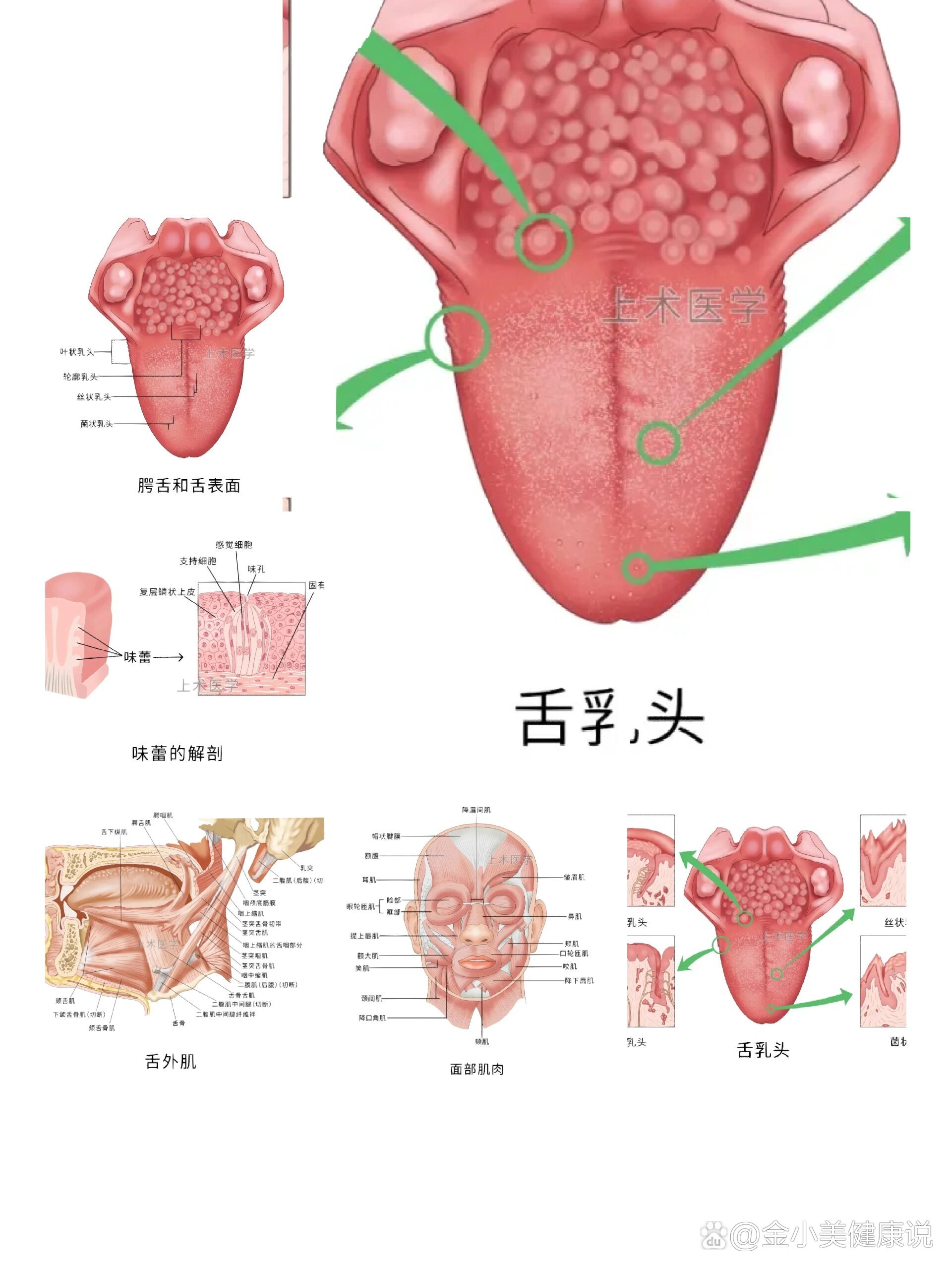 舌乳头位置图片