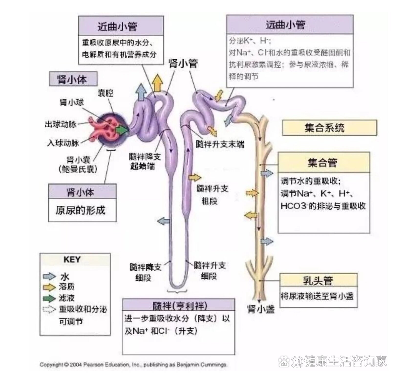 关于脱水利尿剂