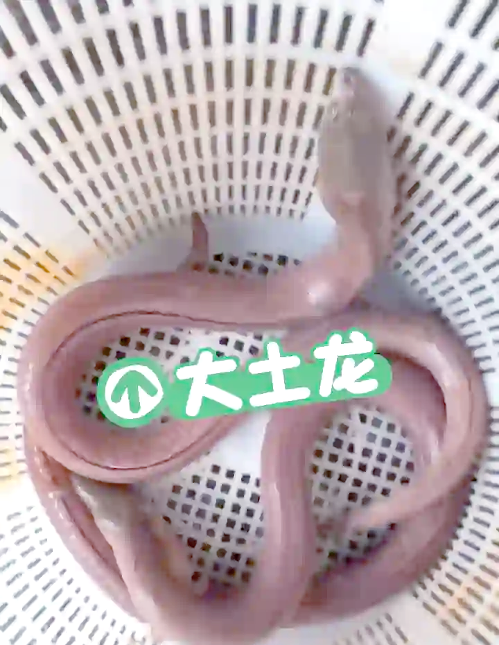 土龙不是龙，而是鳗鱼！