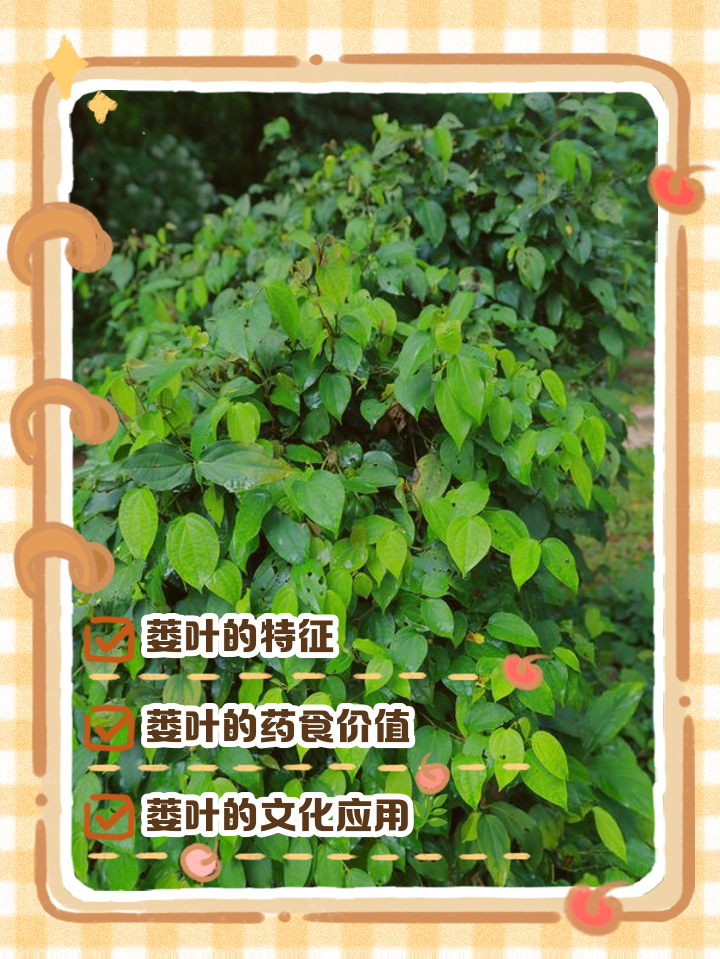 蒌叶的介绍与药用价值