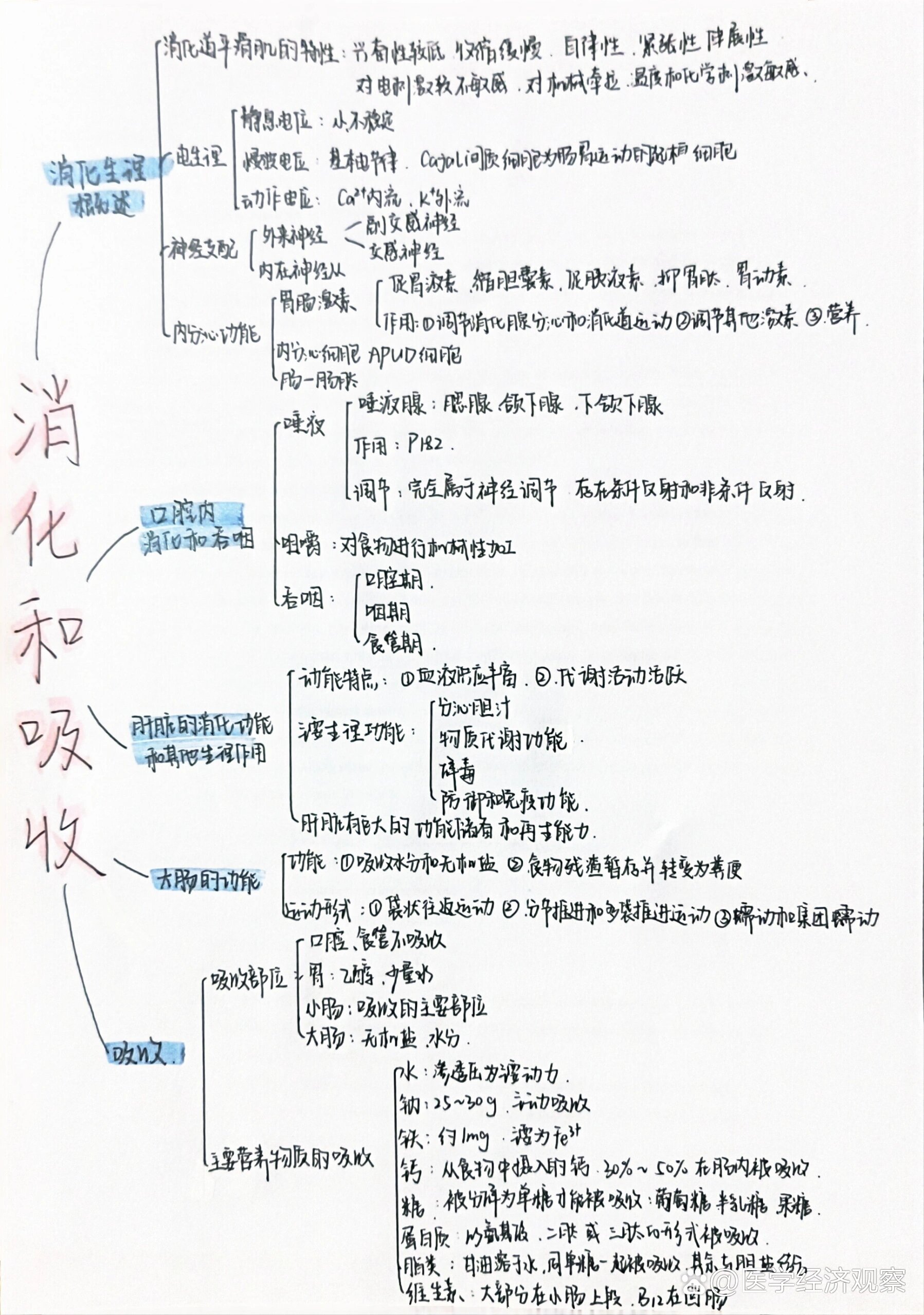 消化和吸收的知识导图图片