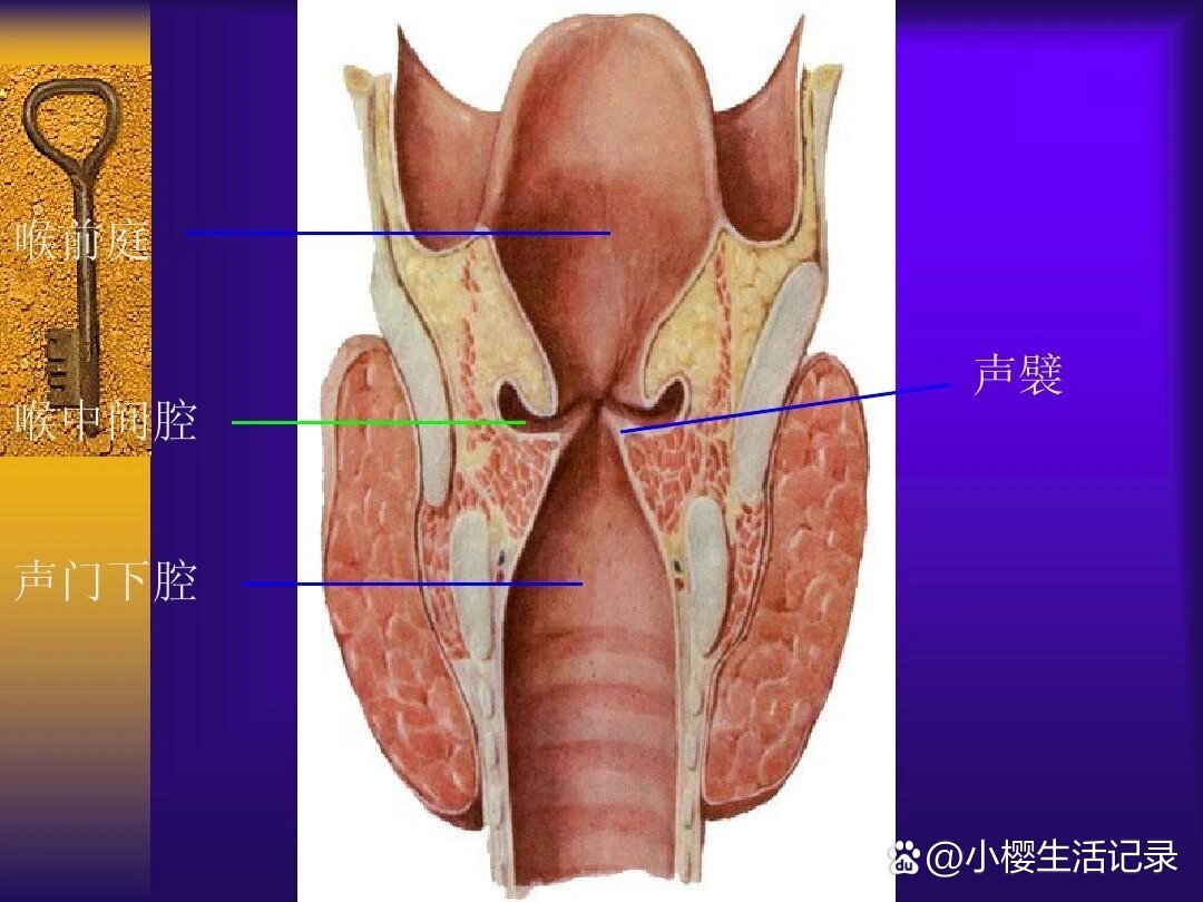 声门在哪个位置图片