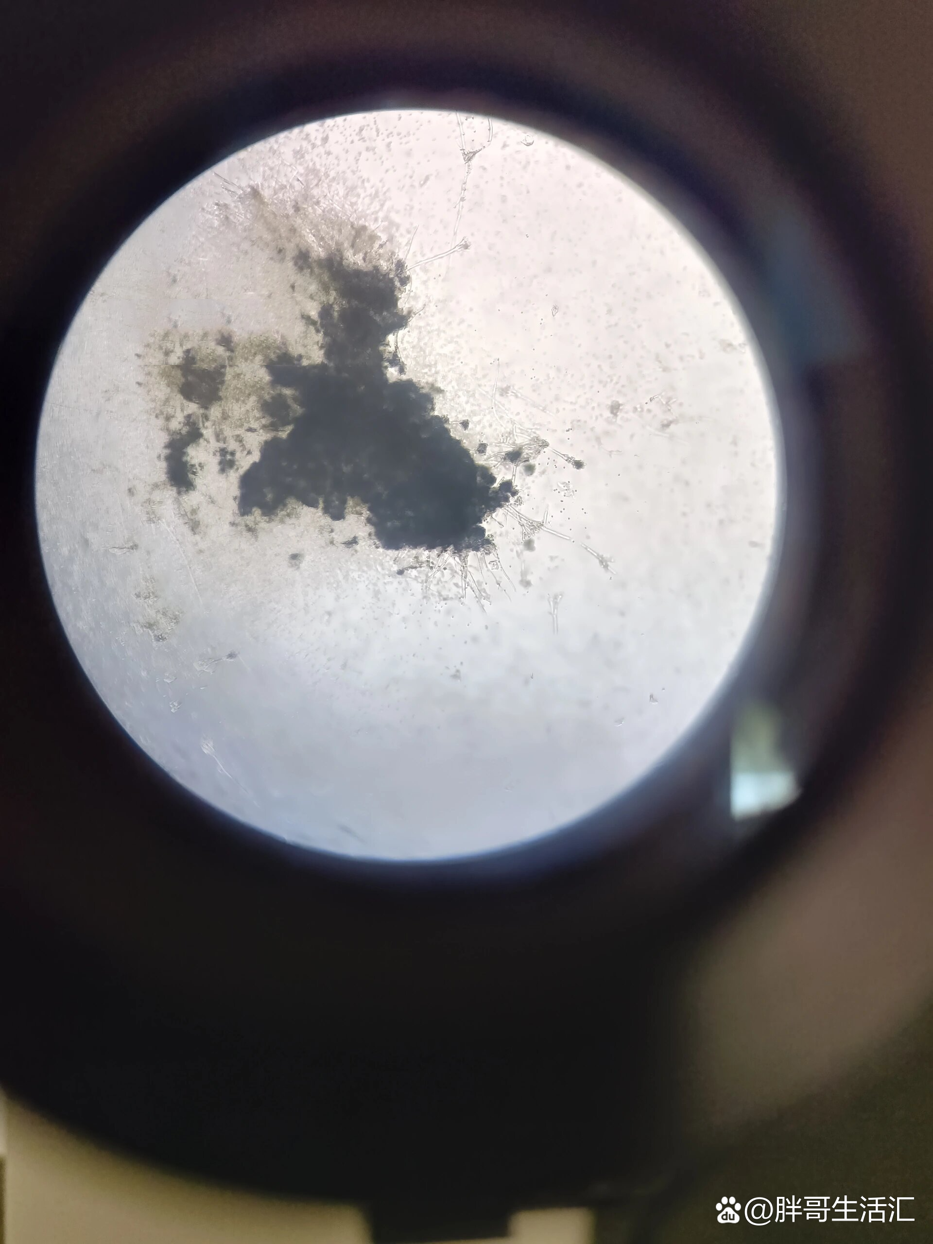 显微镜下的生物––青霉