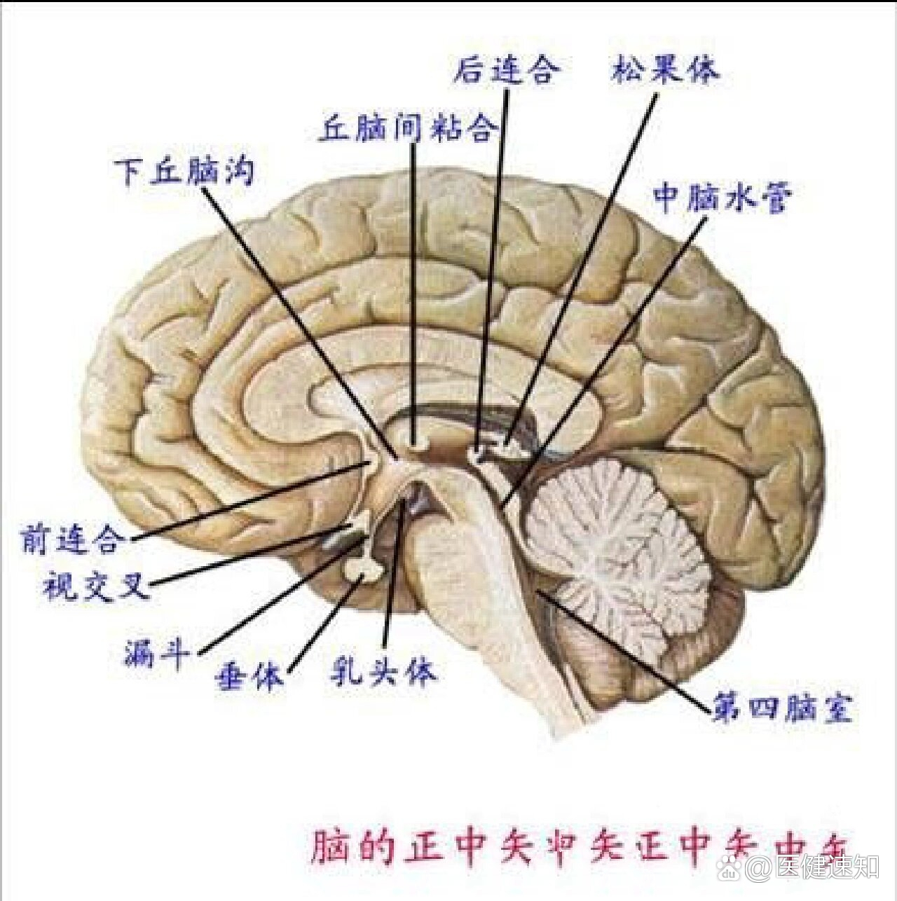 大脑的内部结构