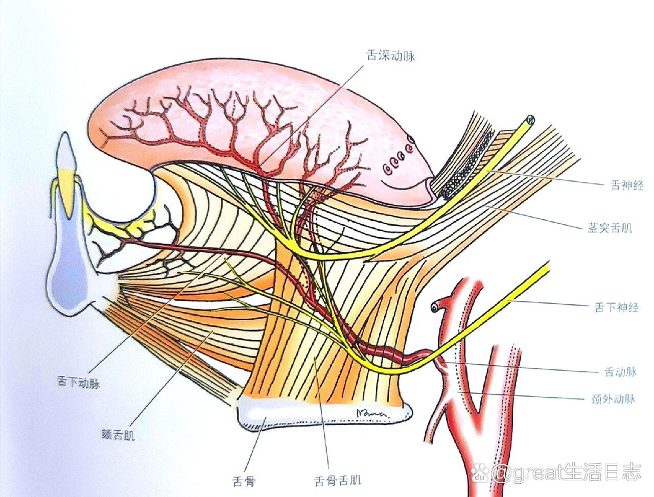 舌神经,舌下神经,舌动脉的分布情况