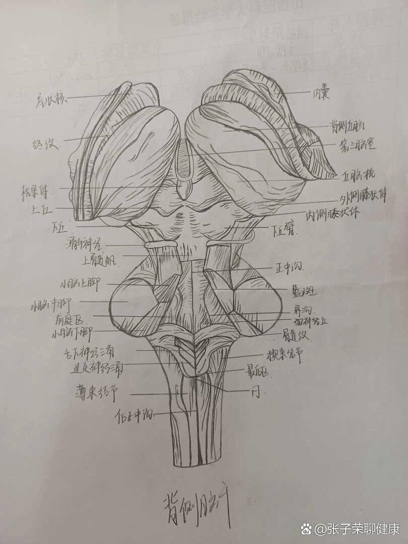 脑干示意图图片