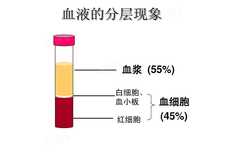 血清和血浆的区别