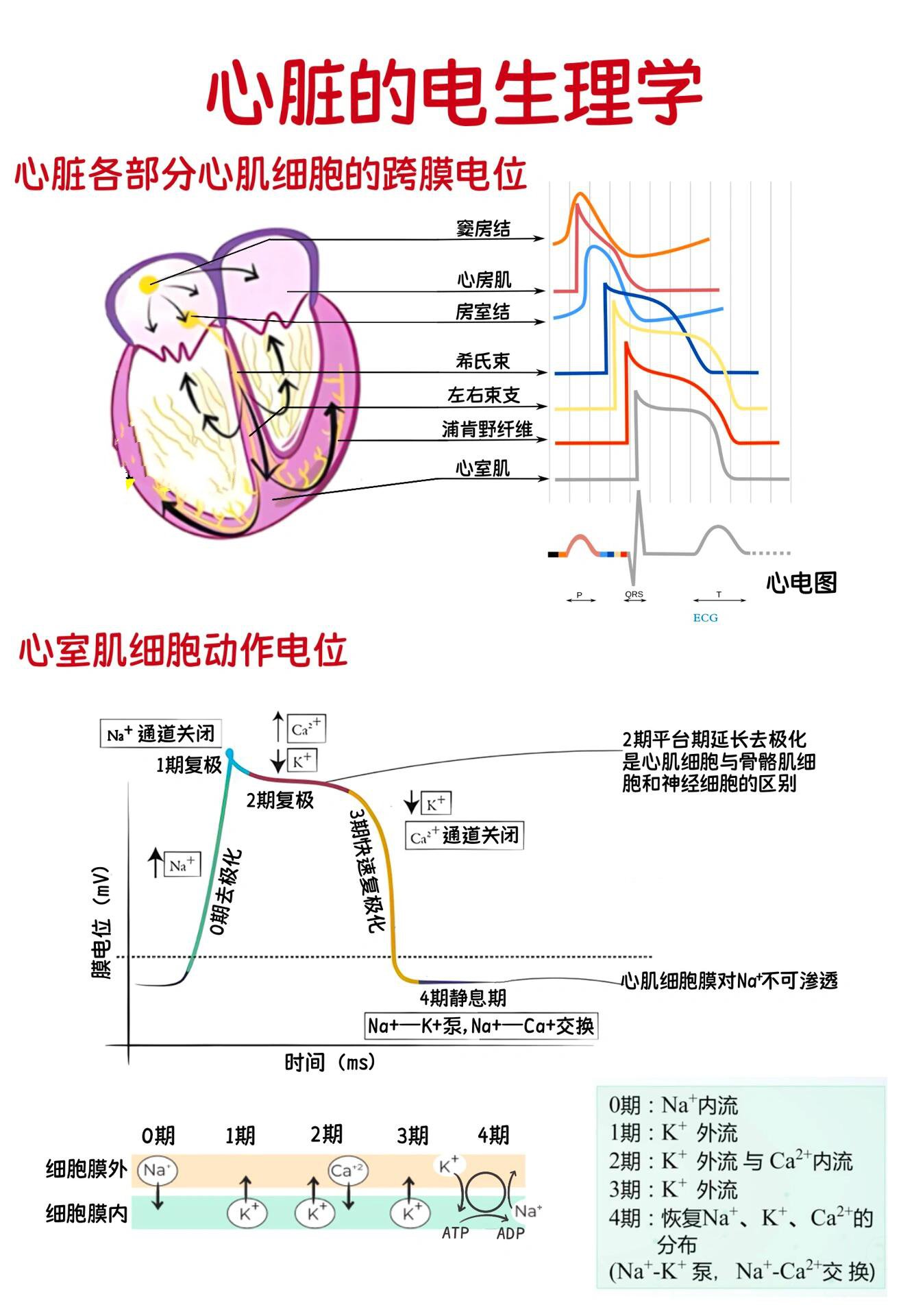 心脏兴奋传导顺序图图片