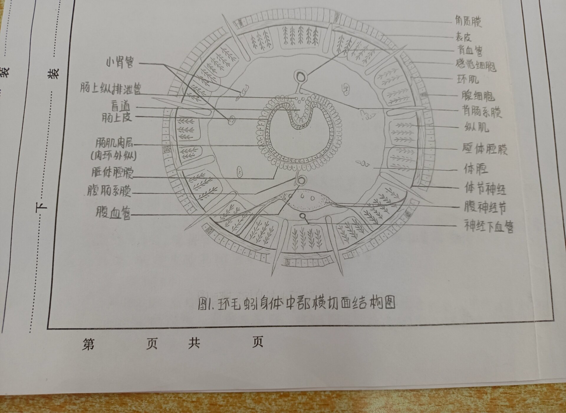 横断面图怎么画手绘图片