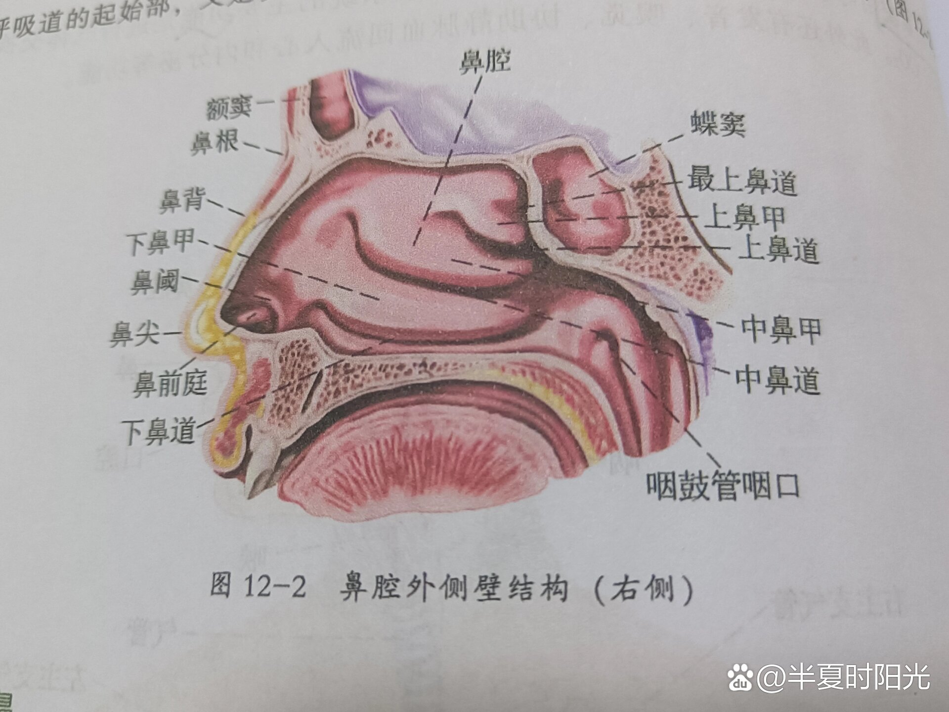 正常人鼻粘膜图片图片