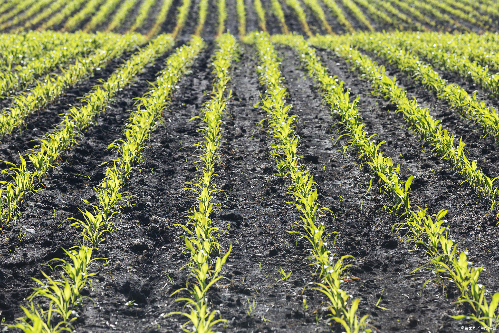 生长期和生长周期有什么区别？