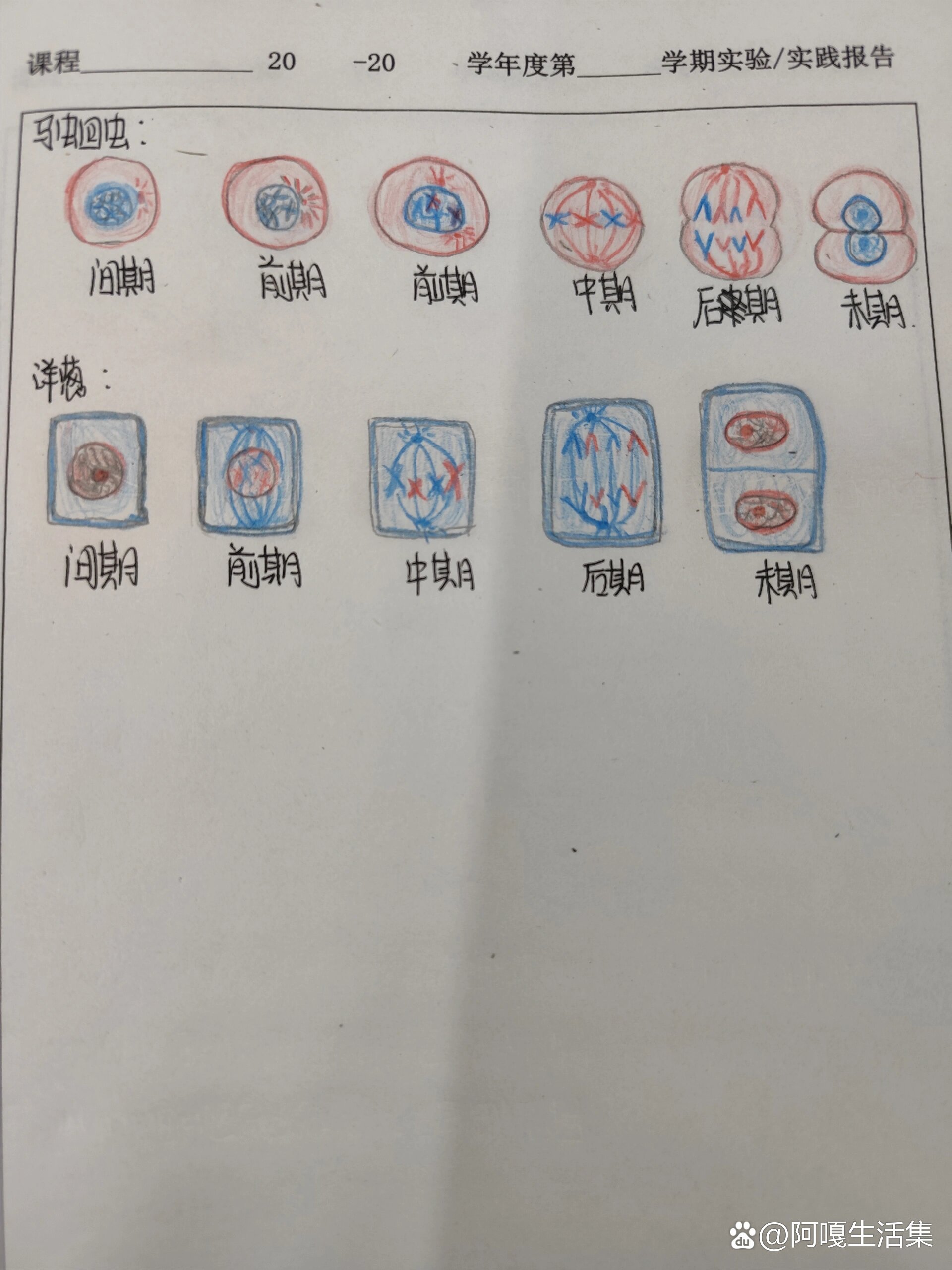 马蛔虫和洋葱细胞有丝分裂各个时期