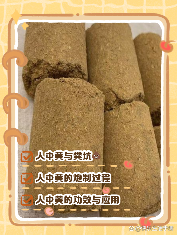 人中黄为什么要放在粪坑中