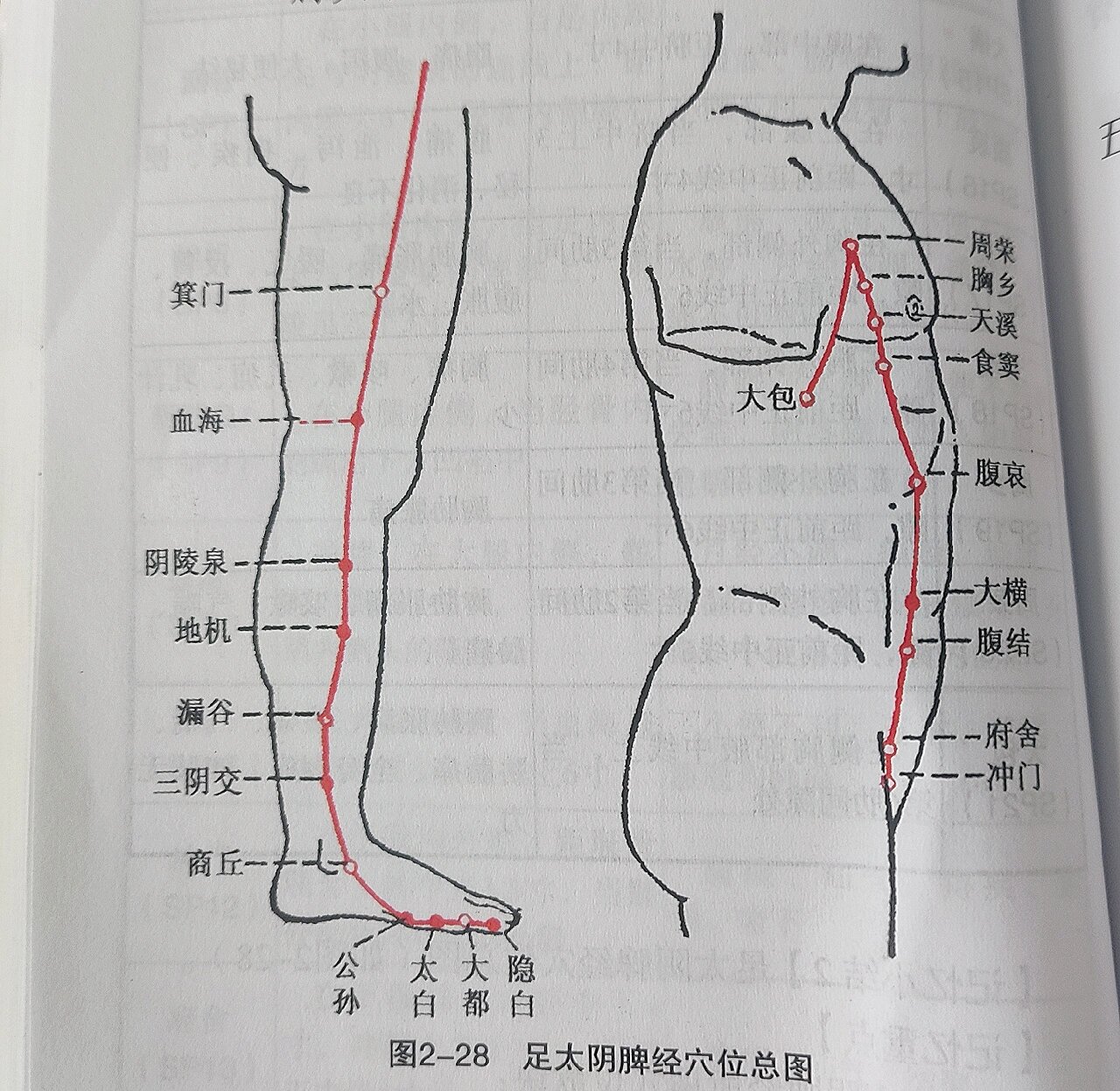 足脾经的位置示意图图片