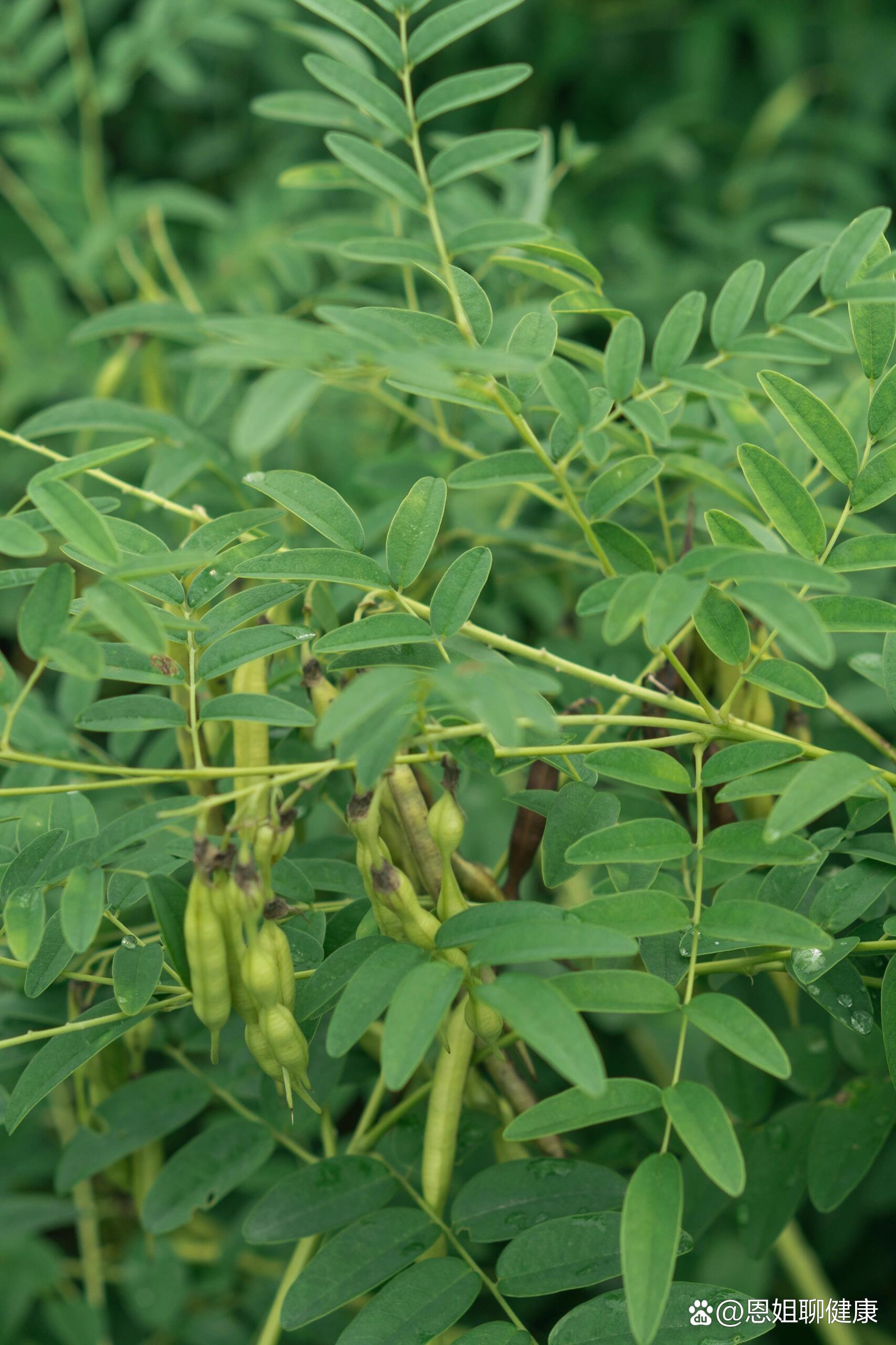 苦刺参植物图片