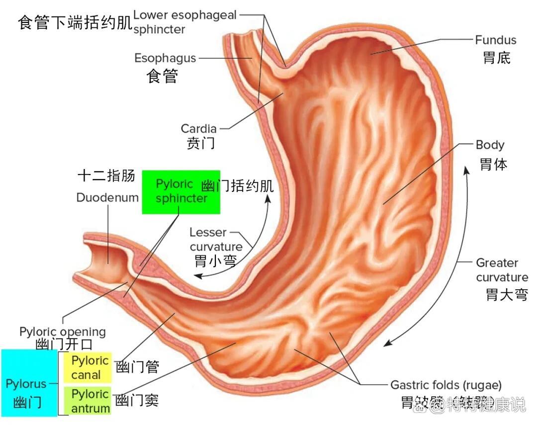 胃小凹结构图图片