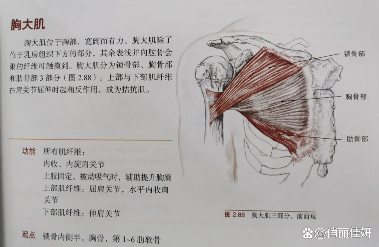 胸大肌解剖图解图片