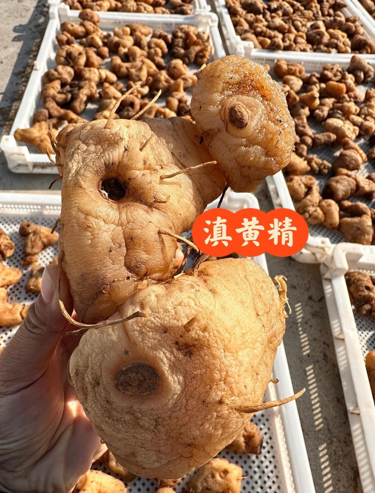 不同地域的黄精有何区别？