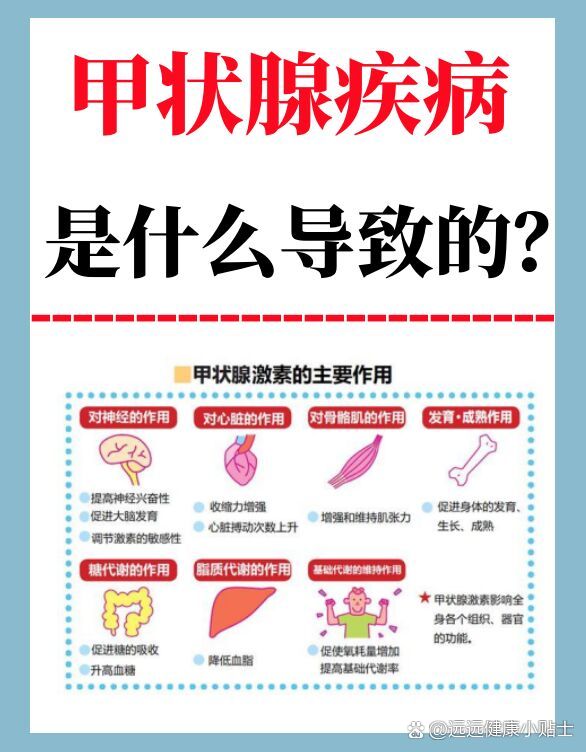 甲状腺素作用图片