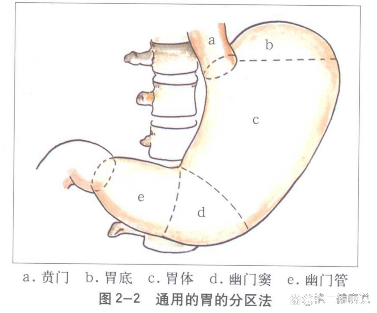 一图看懂胃的分区!