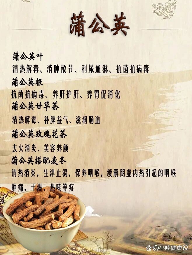 蒲公英茶作用图片