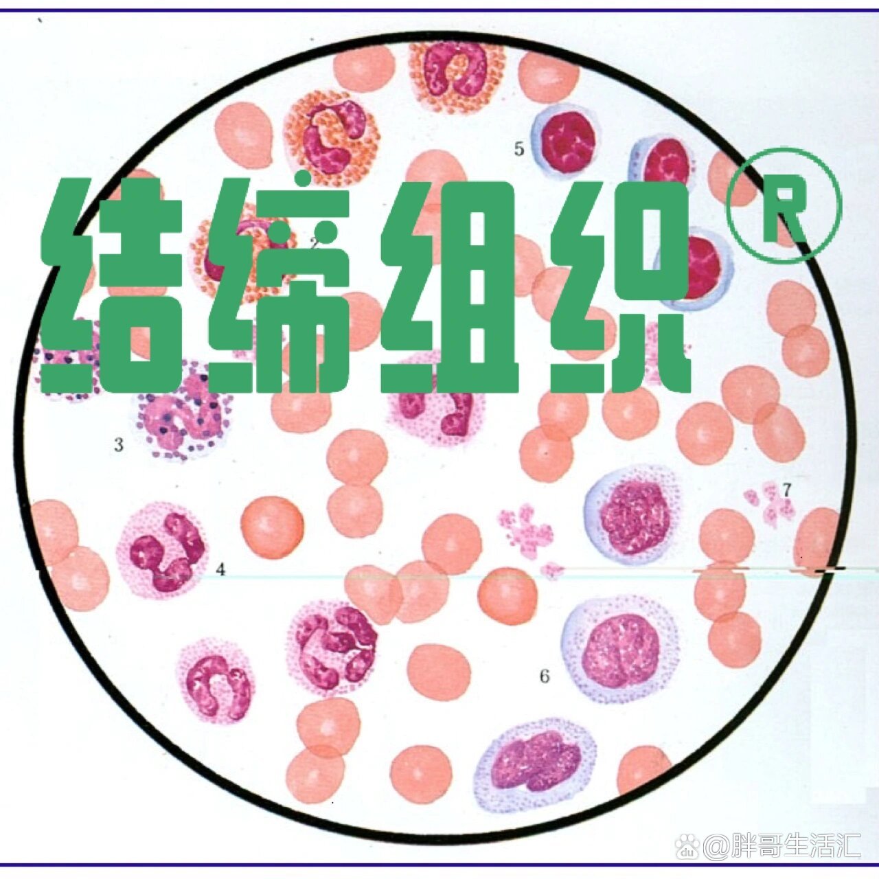  br>细胞口诀:建成巨大白浆房  br>细胞间质=纤维(图9) 基质 组