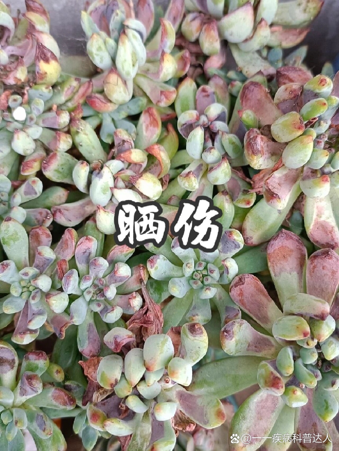 多肉植物生病图片大全图片