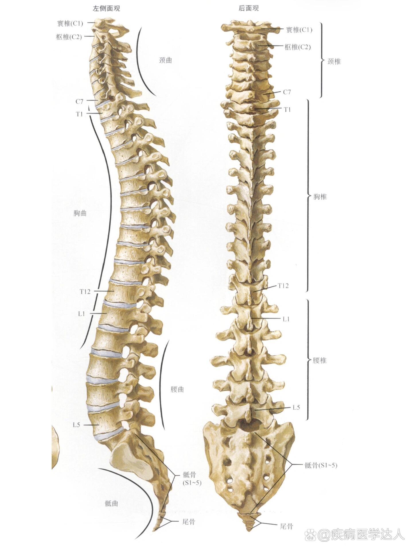 全脊柱图解来咯98