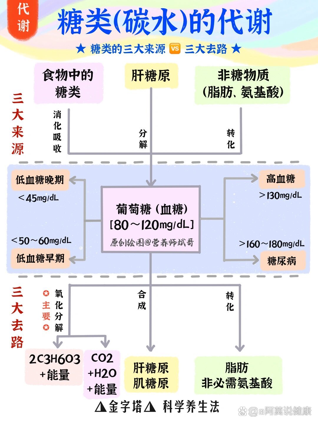 糖类消化吸收过程图图片