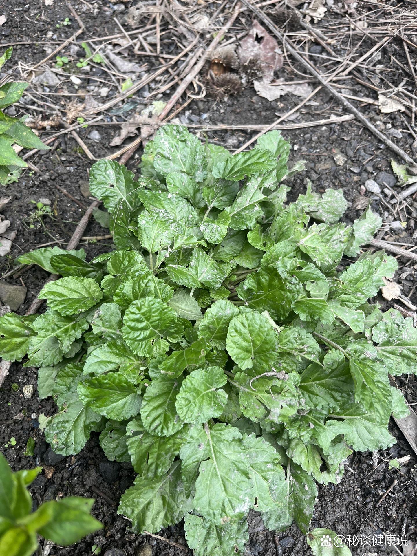 治疗感冒的草药图片