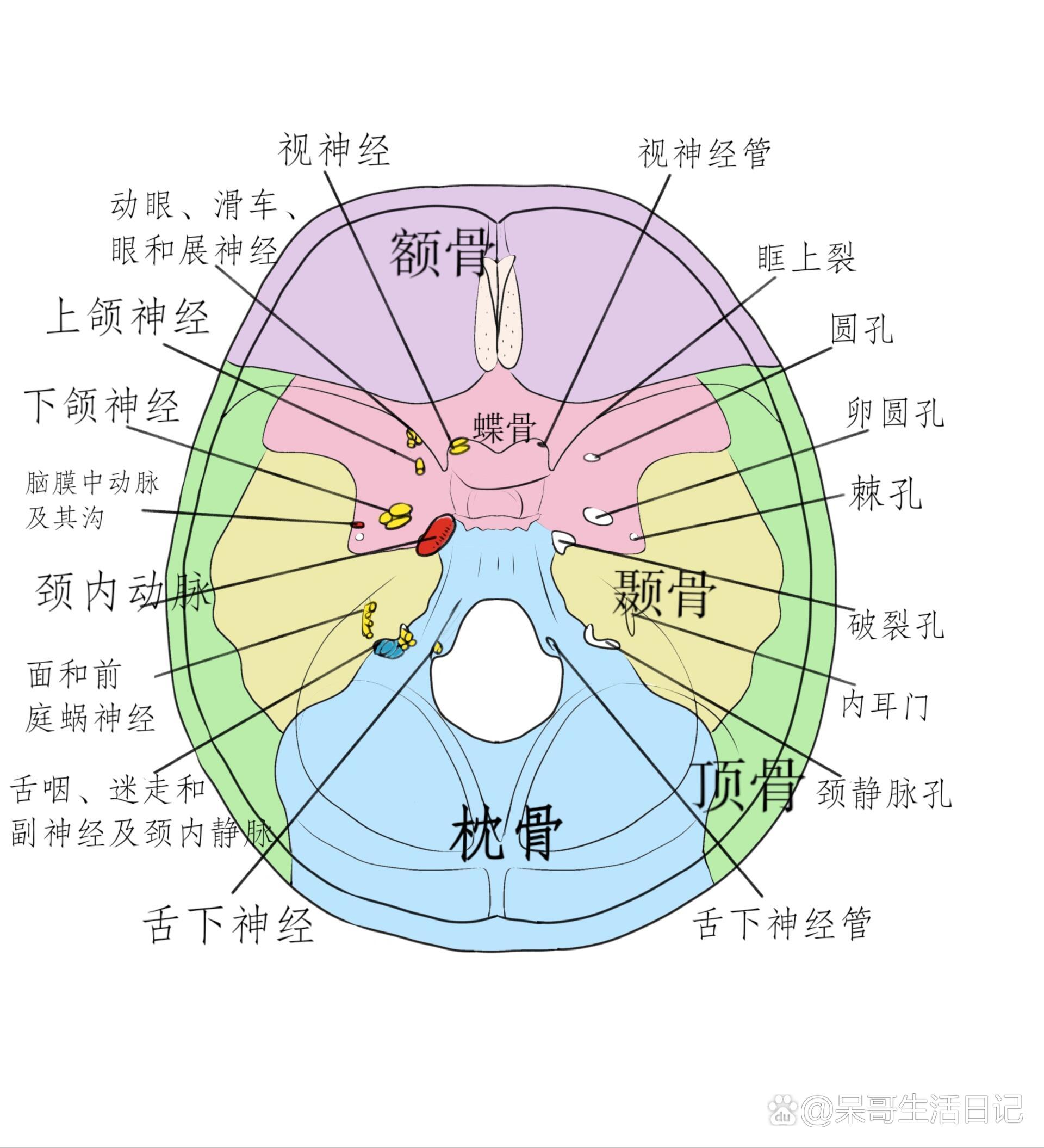 颅底内面孔裂及血管神经