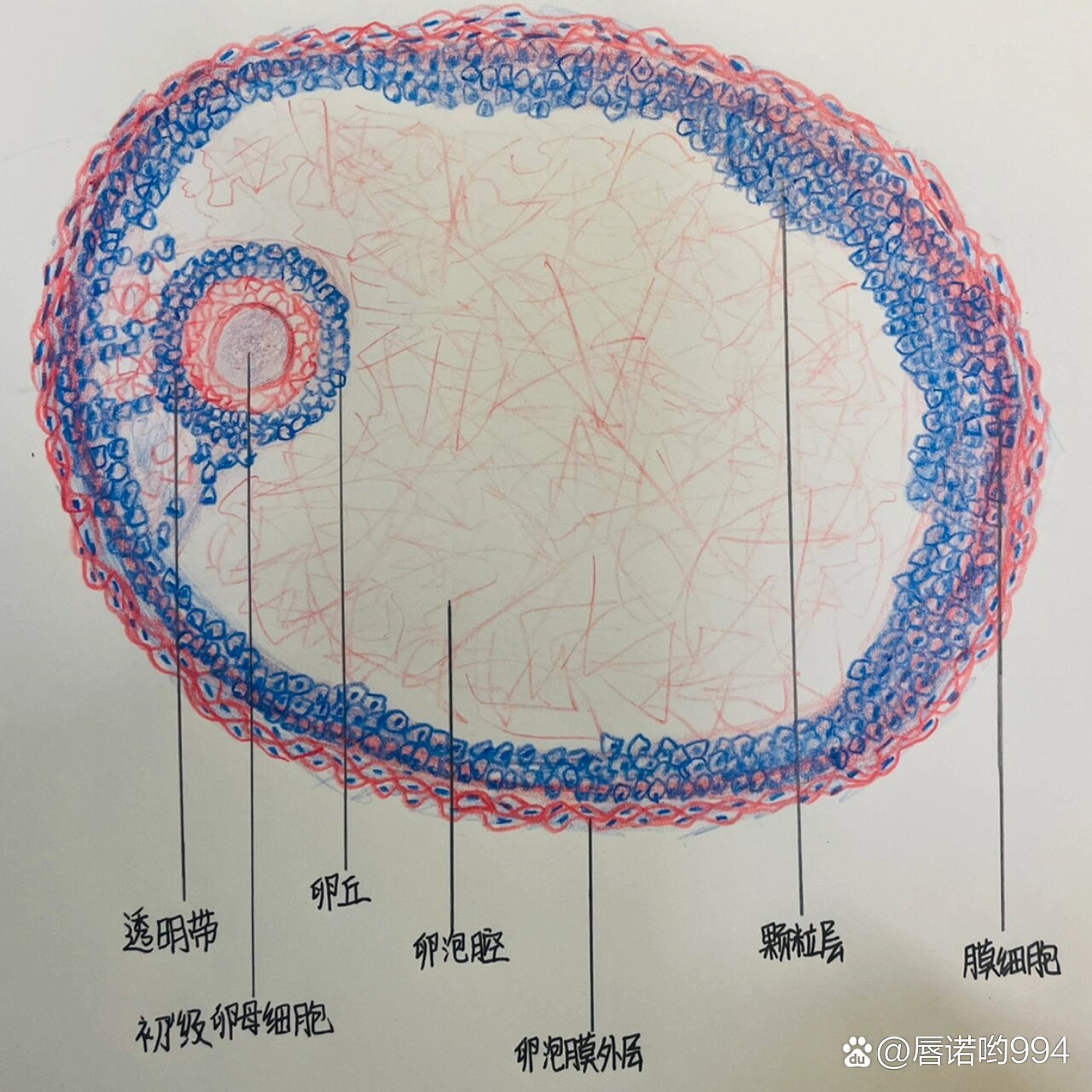 次级卵母细胞手绘图片