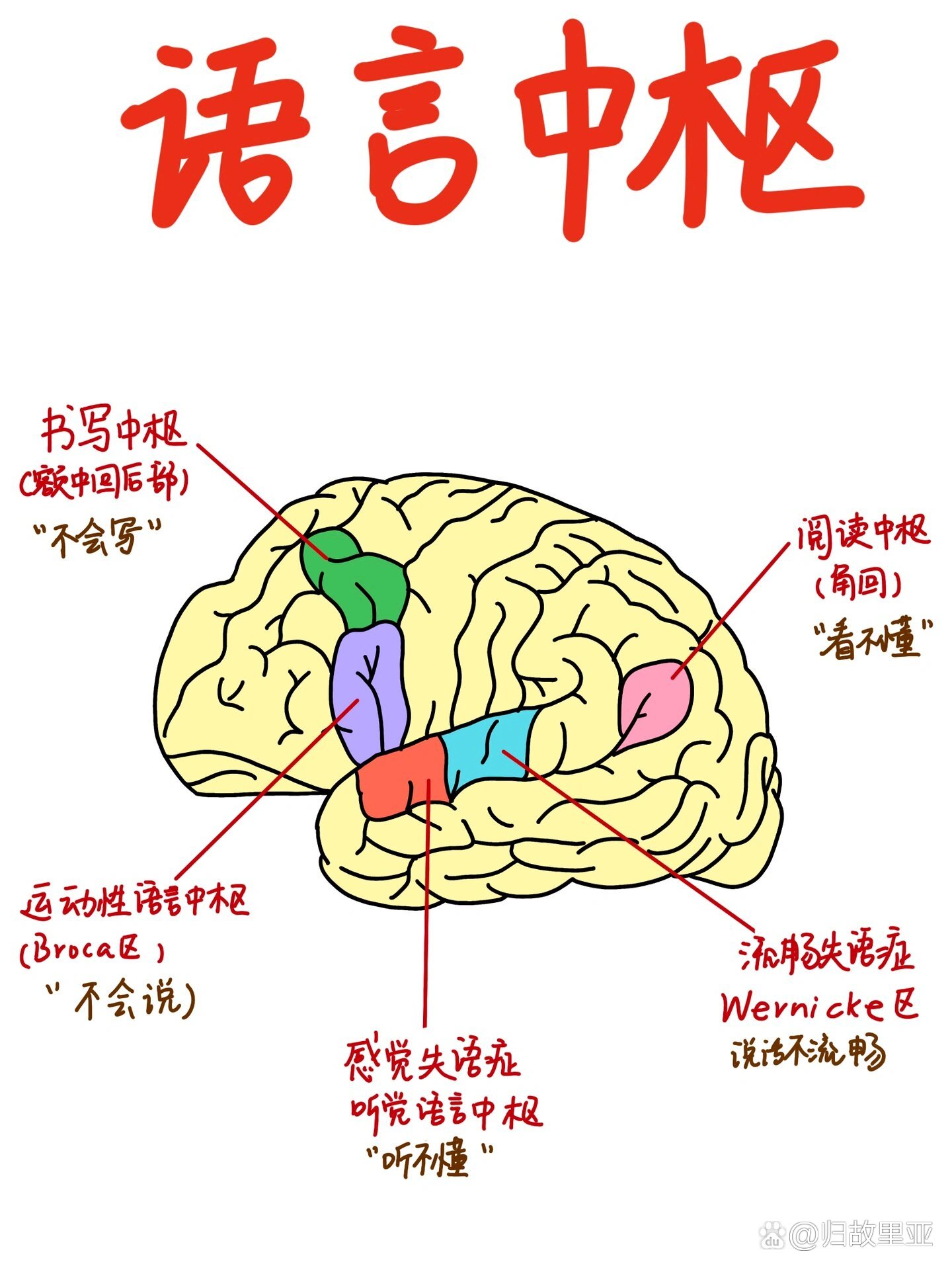 大脑语言中枢分布图图片