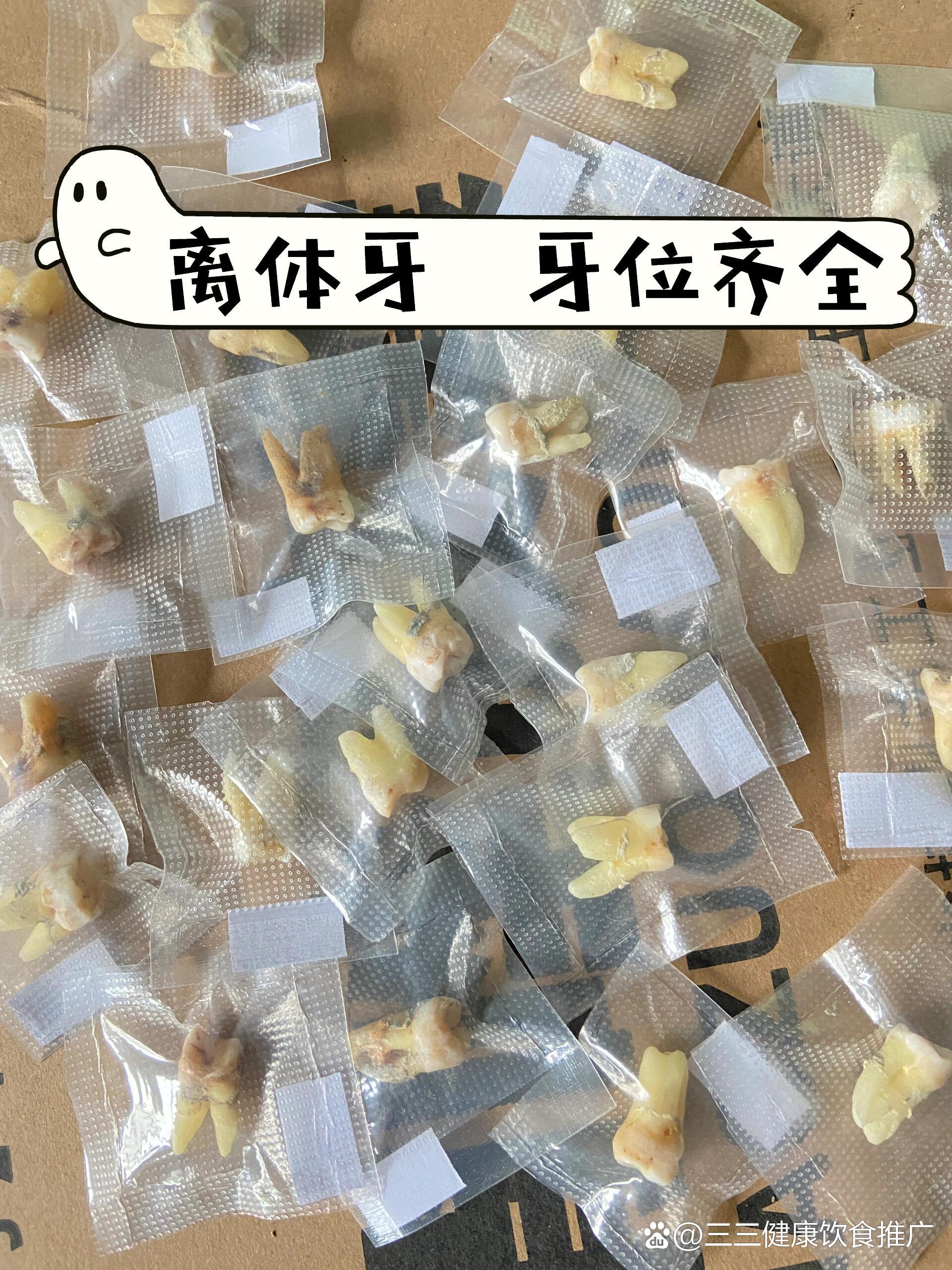 离体牙,口腔医学生