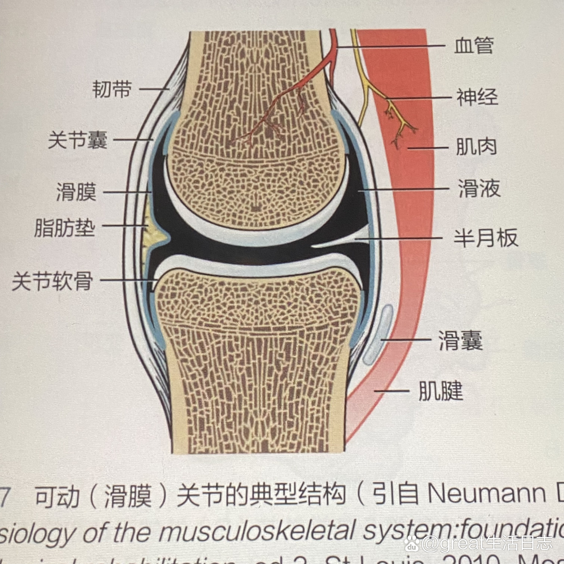 滑车关节面图片