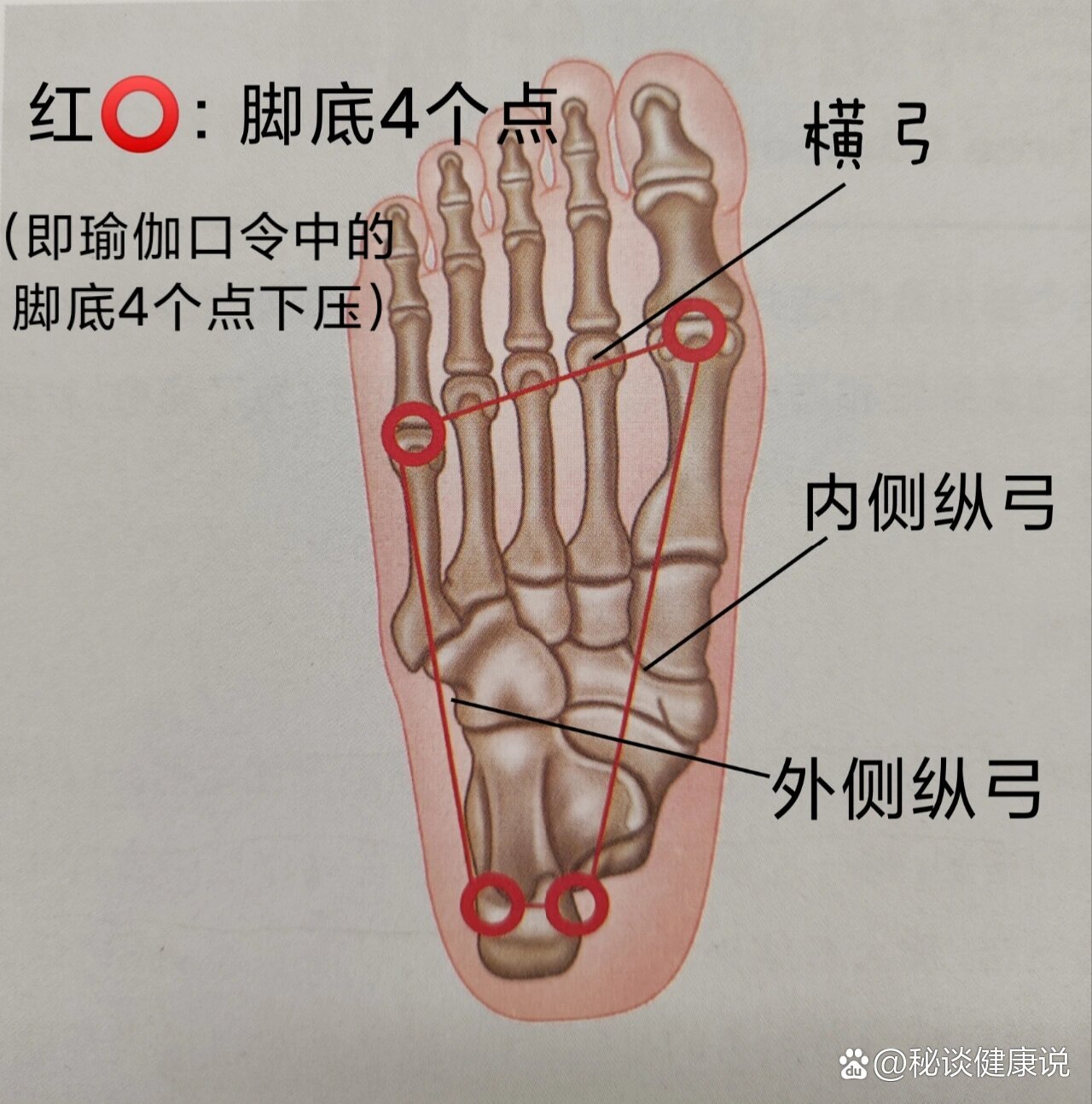 足底动脉弓图片