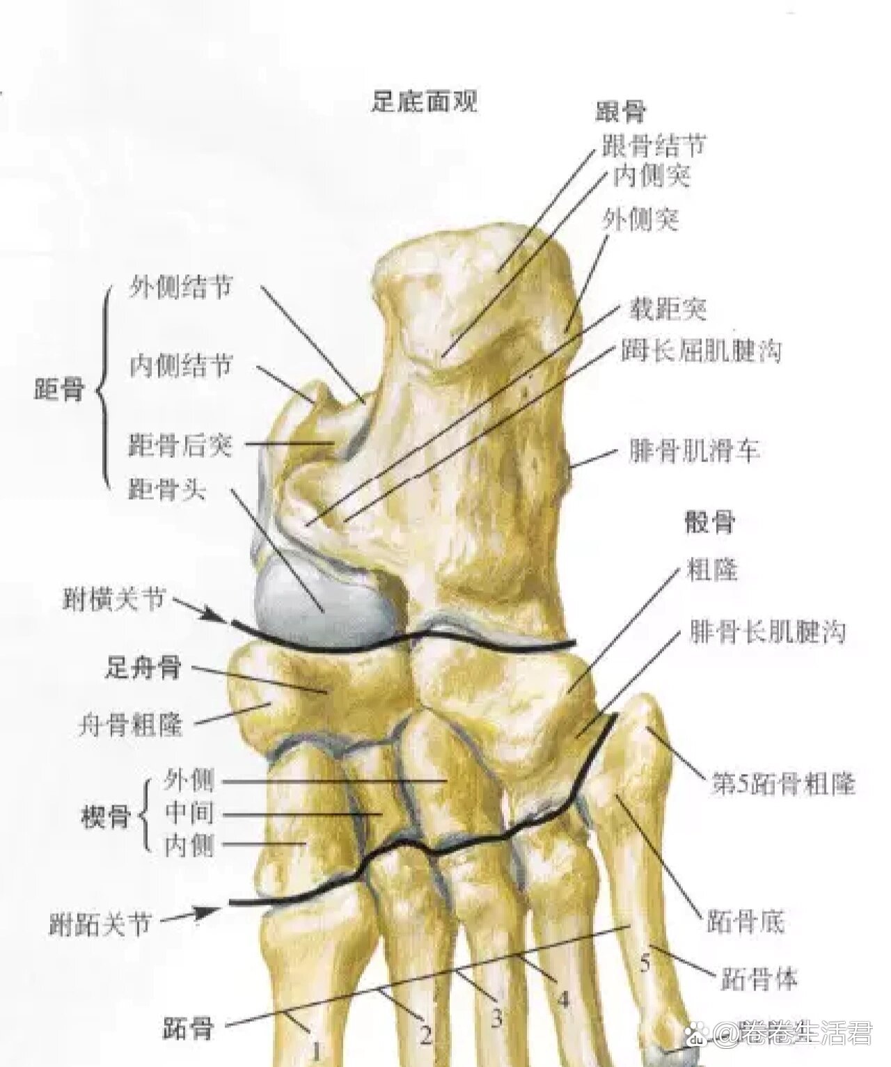 足部x线及解剖图谱