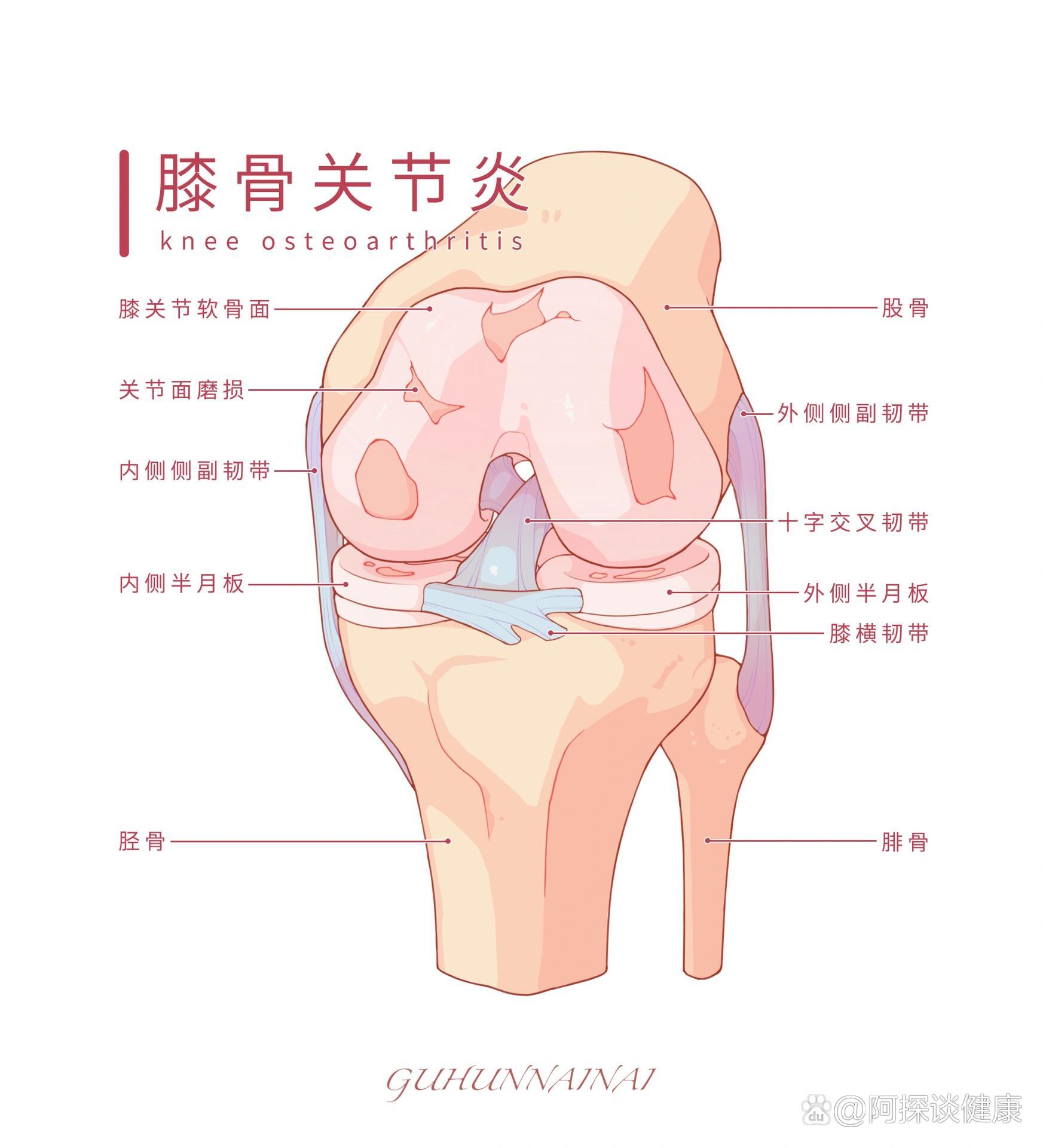 膝盖各个部位名称图解图片