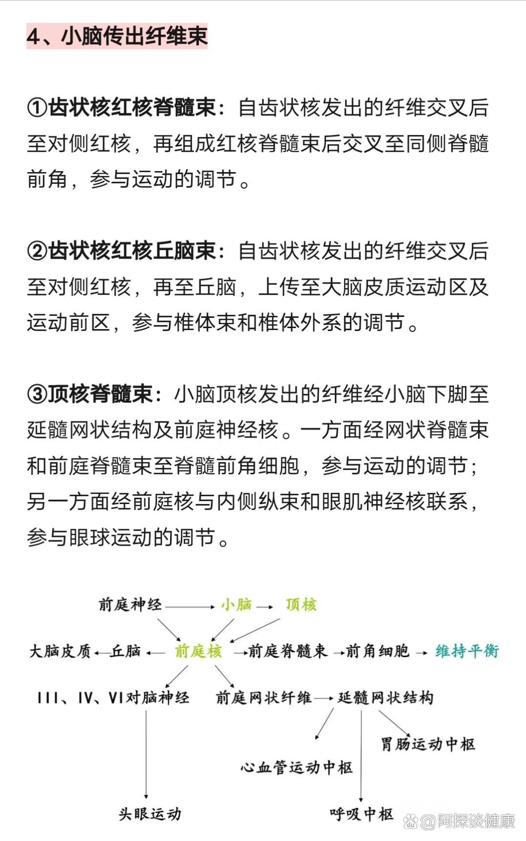 小脑的功能解剖及受损表现