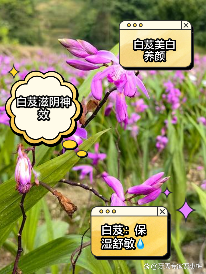 白芨的功效与作用