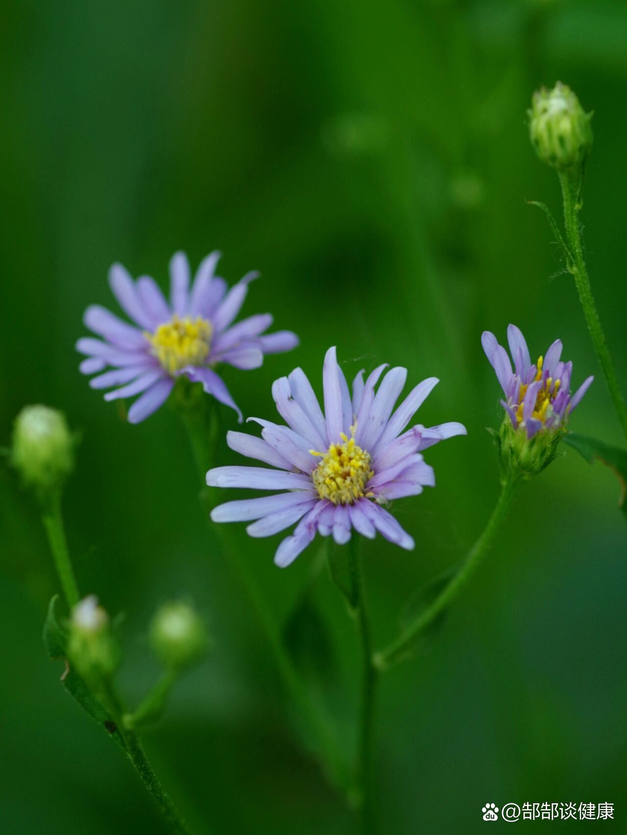 夏日植物|紫菀|还魂草|秦皇岛路边花