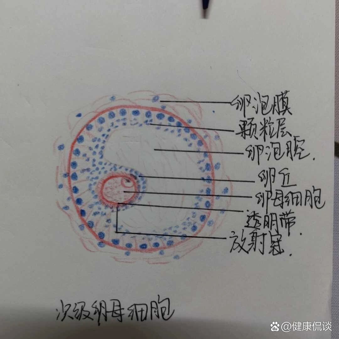 次级卵母细胞手绘图片