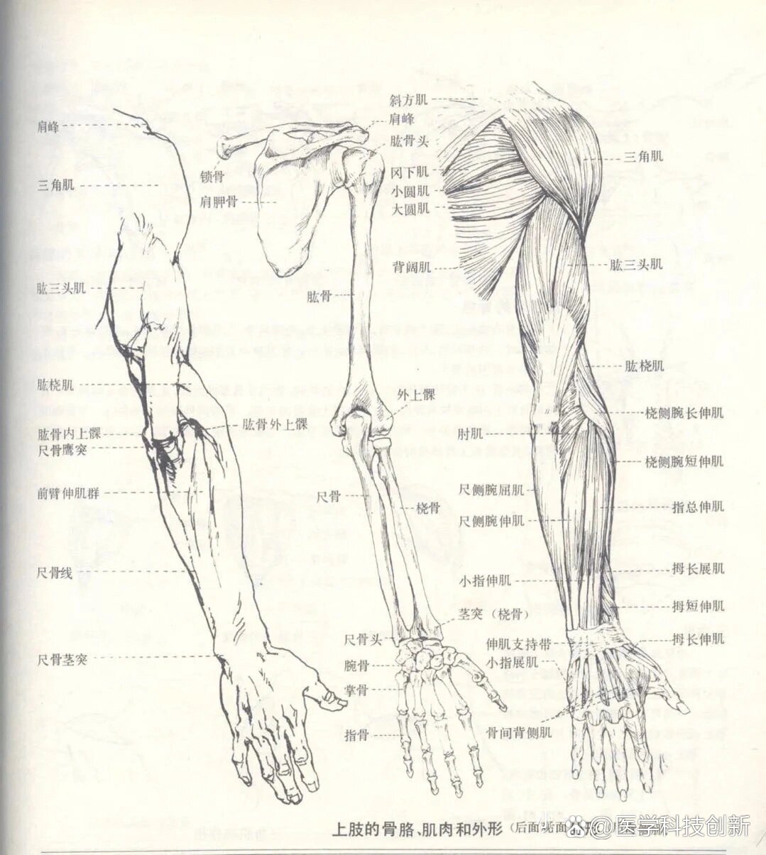 上肢结构