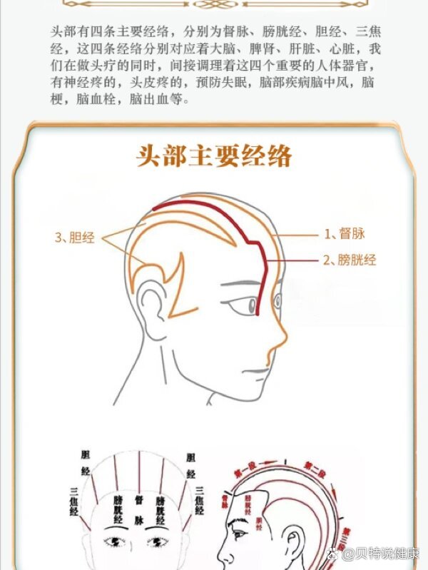 头上的经络走向图图片